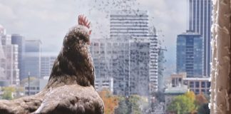 Você já viu uma galinha pedir crédito via aplicativo?