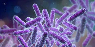 Programa que rastreia bactérias pode ajudar no diagnóstico de doenças