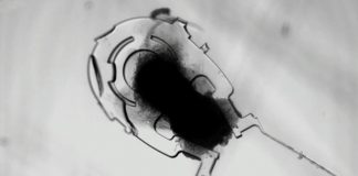 Cientistas criam ‘biorrobô’ capazes de se mover sozinhos