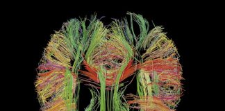 O cérebro de bilhões de terabytes