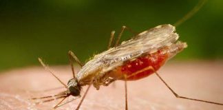 Descoberta abre caminho para barrar transmissão da malária no Brasil.