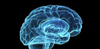 Cientistas conectam cérebros humanos em uma rede