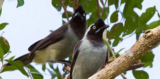 Armadilha tecnológica de cientistas detecta comunidade de animal considerado extinto há 30 anos
