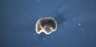 Cientistas criam xenobots, minúsculos robôs programáveis feitos de células vivas