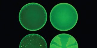 Novo antibiótico ultra-poderoso nasce da inteligência artificial