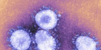 Cientistas encontram seis novos tipos de coronavírus em morcegos