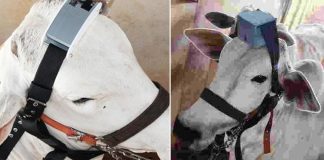 Empresa chinesa vai monitorar gado brasileiro com sensor na cabeça