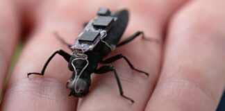 Insetos cibernéticos: o Futuro do resgate em desastres