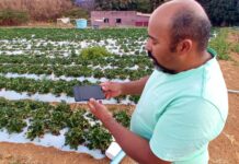 Tecnologia e dedicação fazem de produtor de Brazlândia uma referência no cultivo de morangos