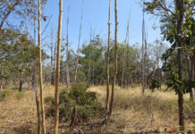Inteligência artificial e satélites mapeiam terras agrícolas abandonadas no Cerrado