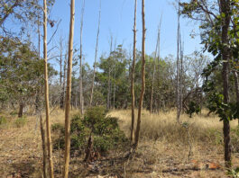 Inteligência artificial e satélites mapeiam terras agrícolas abandonadas no Cerrado