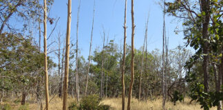 Inteligência artificial e satélites mapeiam terras agrícolas abandonadas no Cerrado