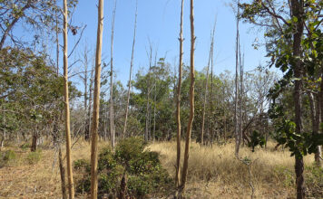 Inteligência artificial e satélites mapeiam terras agrícolas abandonadas no Cerrado