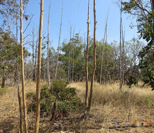 Inteligência artificial e satélites mapeiam terras agrícolas abandonadas no Cerrado
