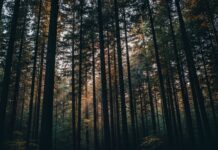 OpenAI Negocia Venda de Participação ao Governo dos EUA OpenAI Negocia Venda de Participação ao Governo dos EUA